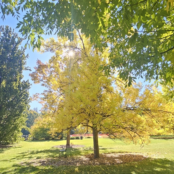 Meet your Posher, Cindy - Picture 2 of 2